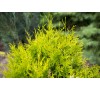 Туя западная Голден Брабант ( Golden Brabant)С2